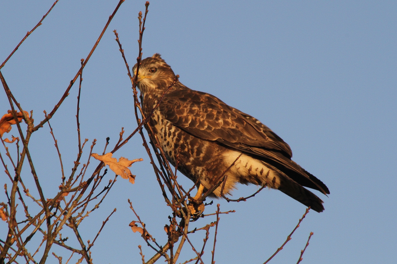 Buzzard