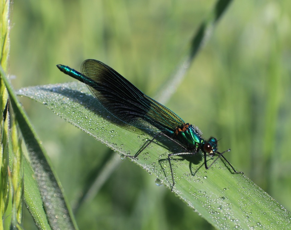 Banded Agrion Damselfly  Banded Agrion Damselfly