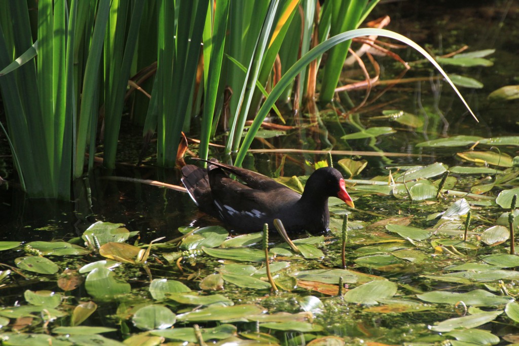Moorhen