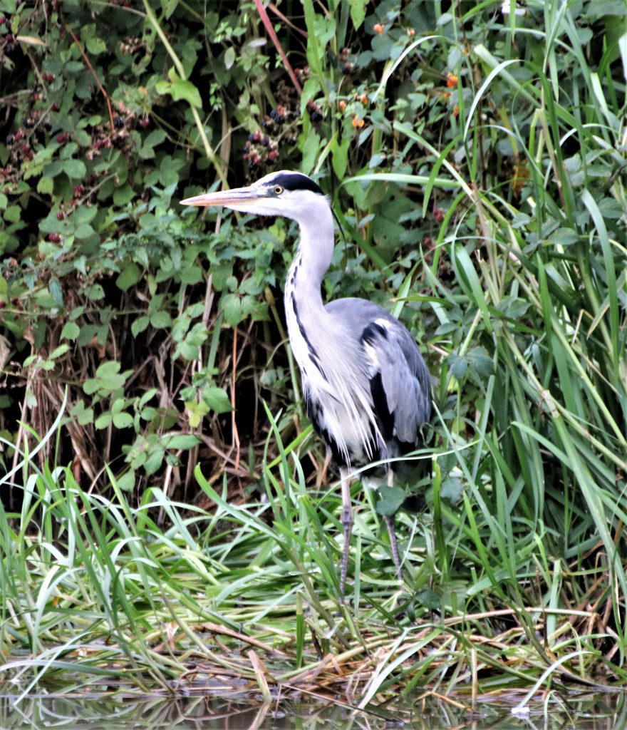 Heron on the Canal