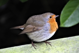 Robin