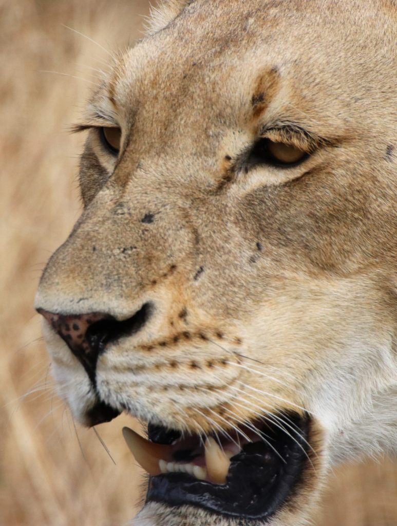 Lioness  Lioness