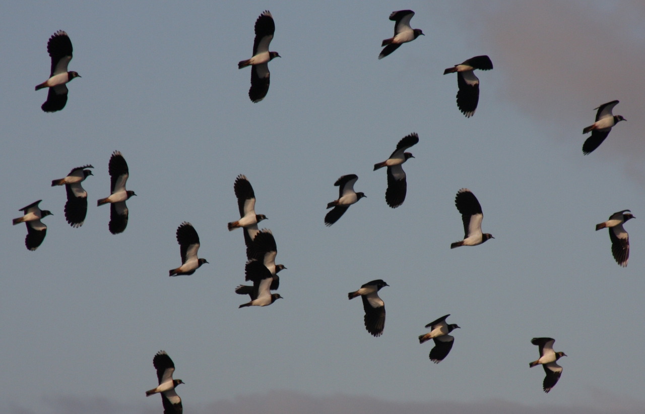 Lapwings  Lapwings