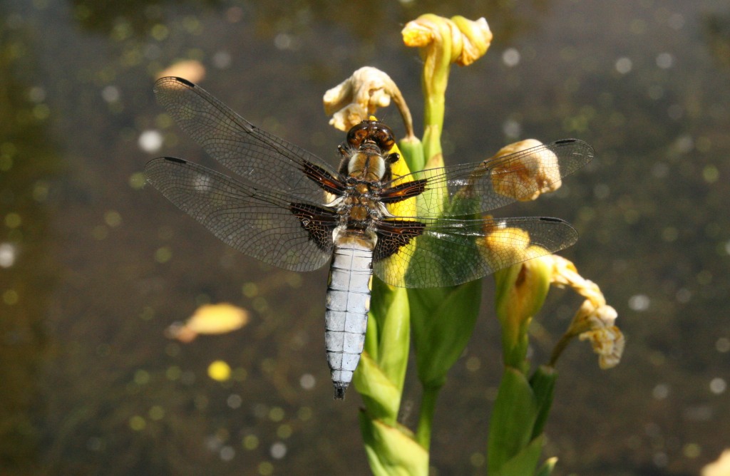 Broad-bodied Chaser Male  Broad-bodied Chaser Male