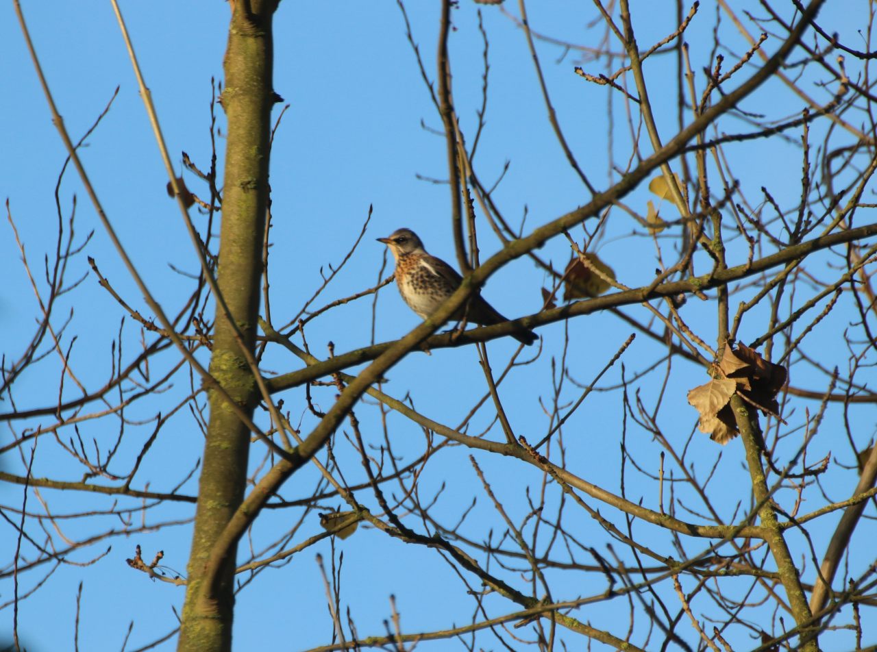 Fieldfare  Fieldfare