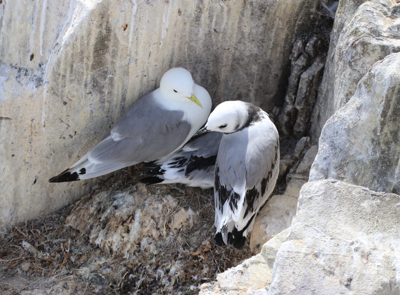 Kittiwake Family  Kittiwake Family