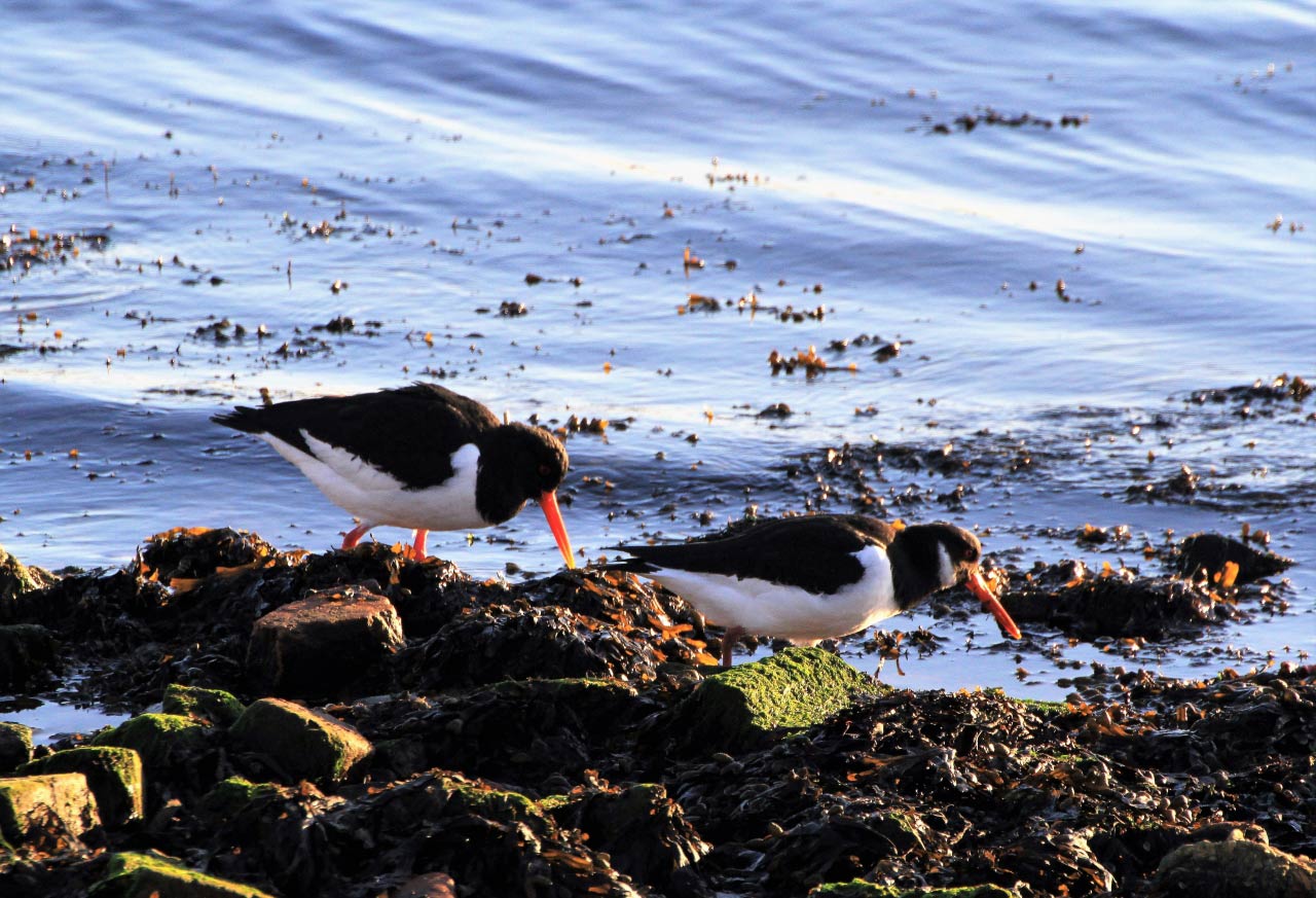 Oystercatcher  Oystercatcher