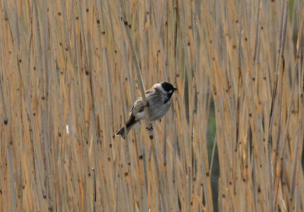 Reed Bunting