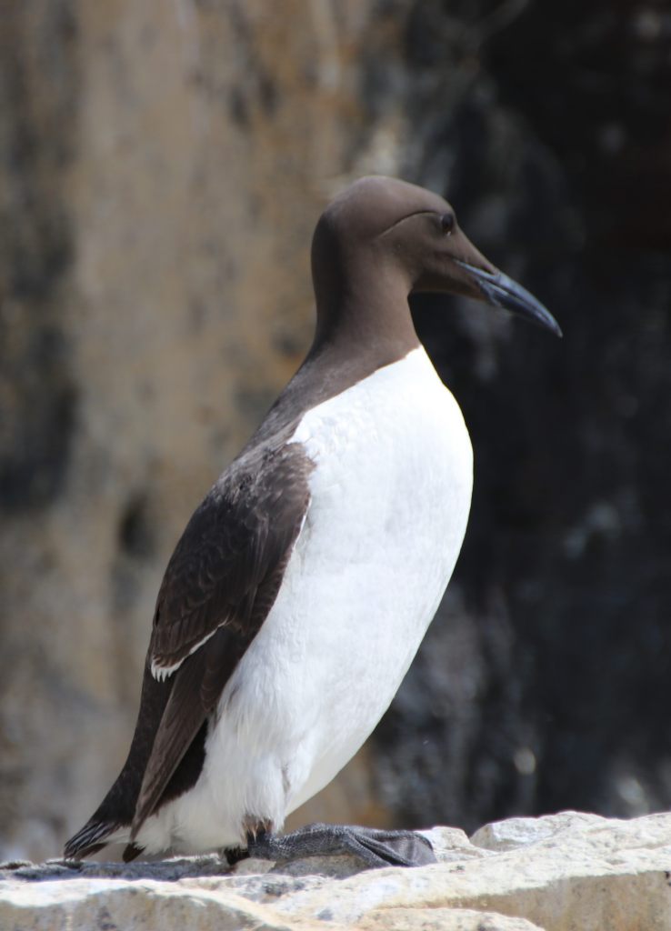 Guillemot  Guillemot