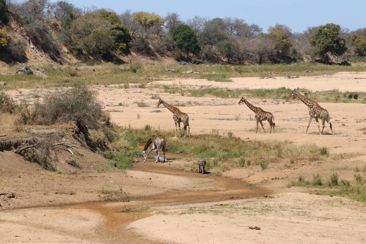 Giraffes  Giraffes