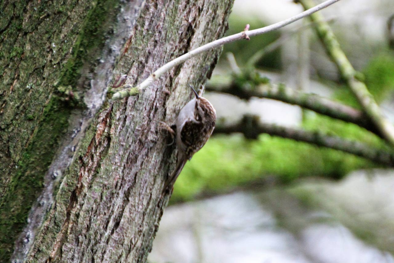 Treecreeper
