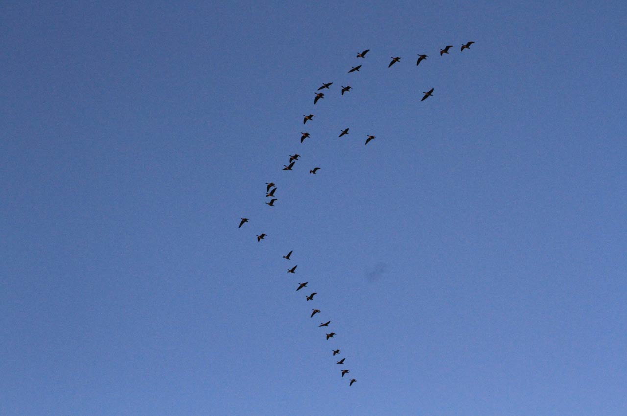 Pink Feet Geese  Pink Feet Geese