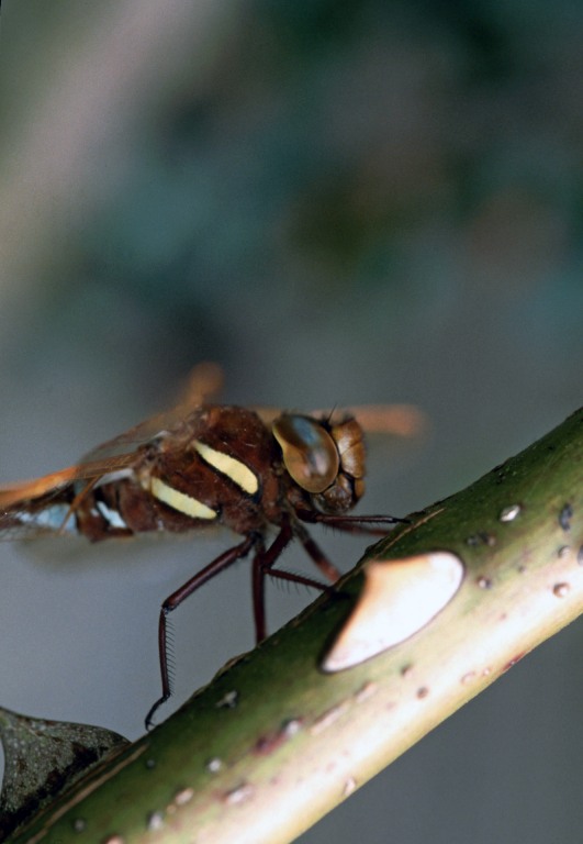 Brown Hawker head  Brown Hawker head