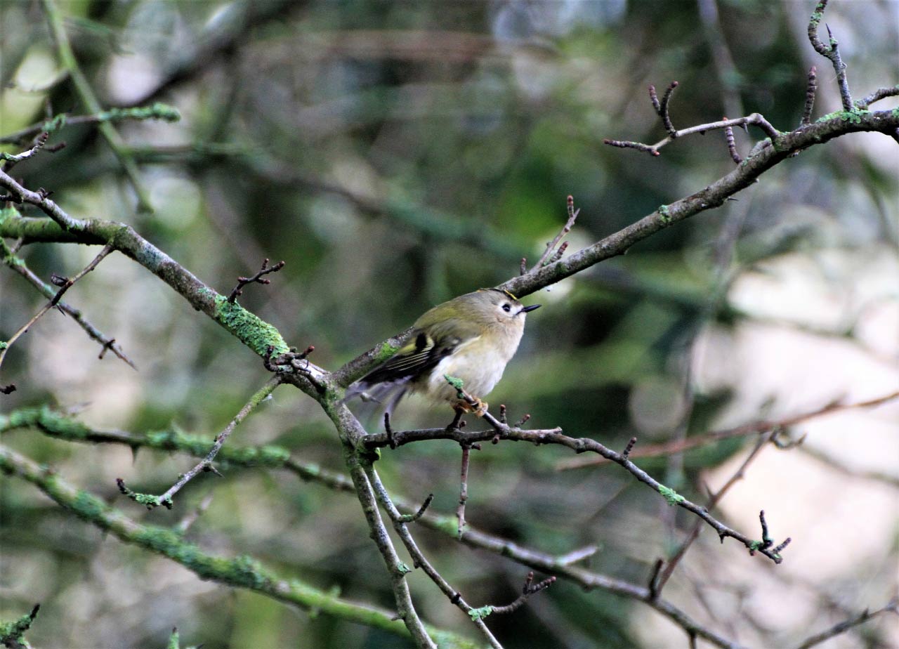 Goldcrest  Goldcrest
