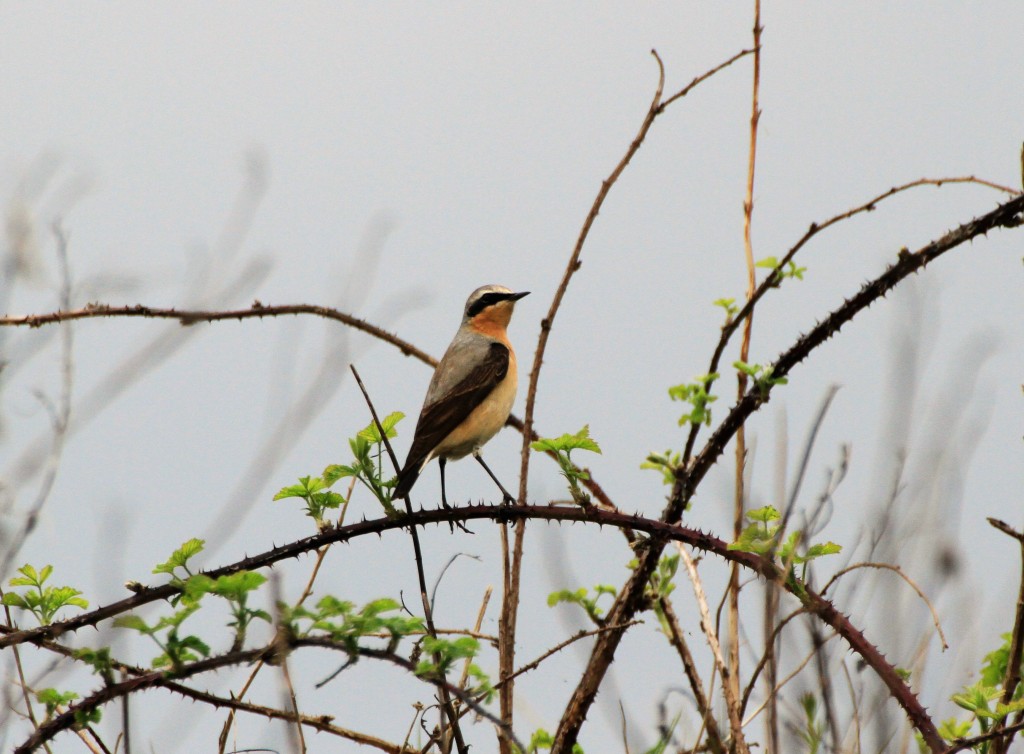 Wheatear