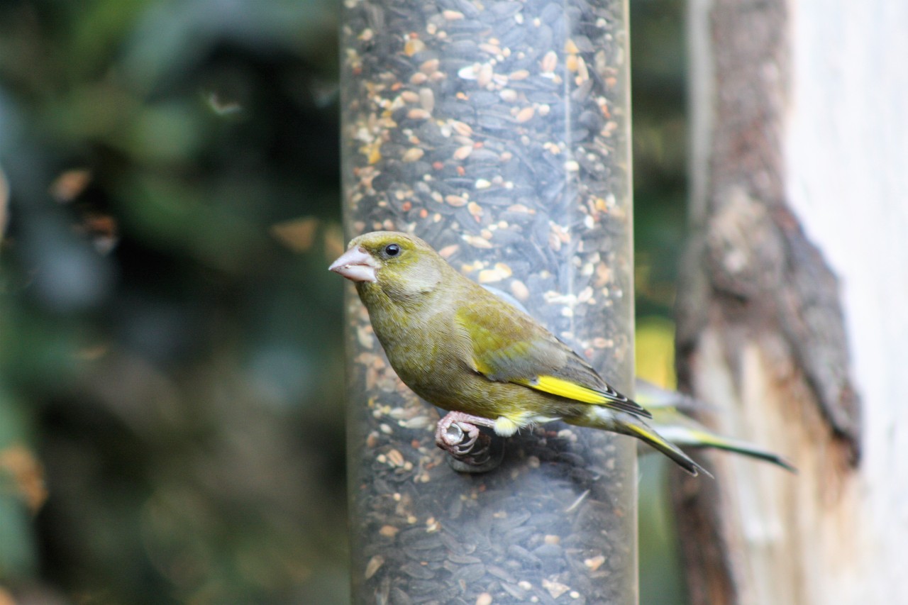 Greenfinch  Greenfinch