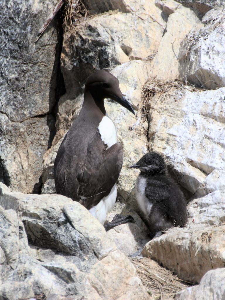 Guillemot and Chick  Guillemot and Chick