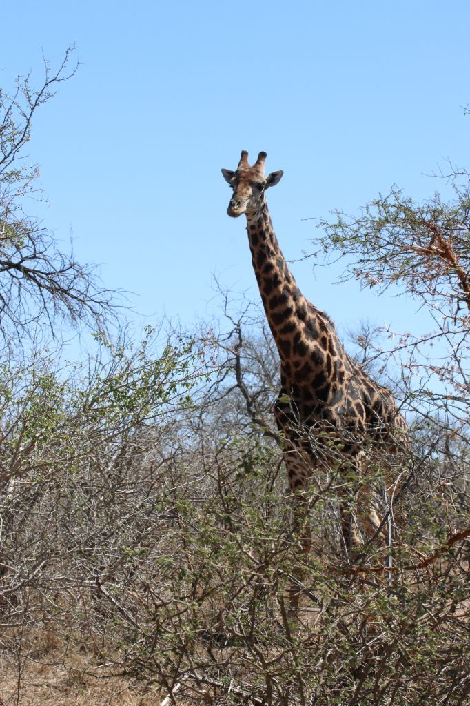 Giraffe  Giraffe