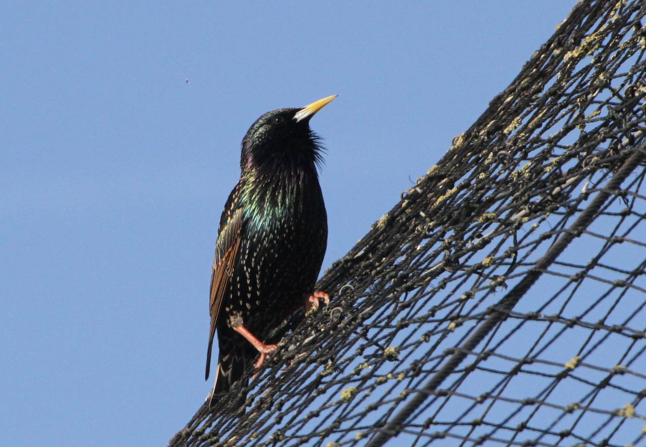 Starling