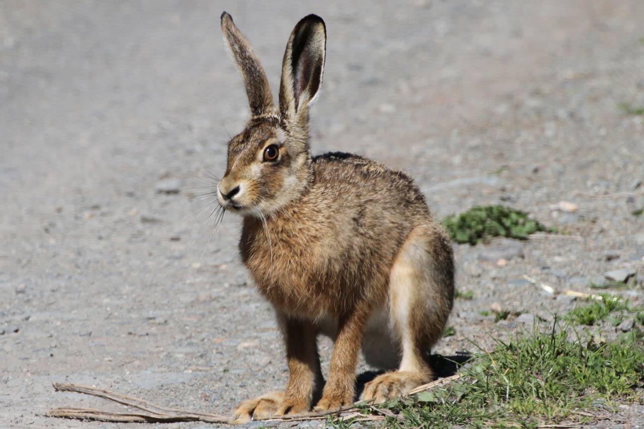 Animal Brown Hare  Animal Brown Hare