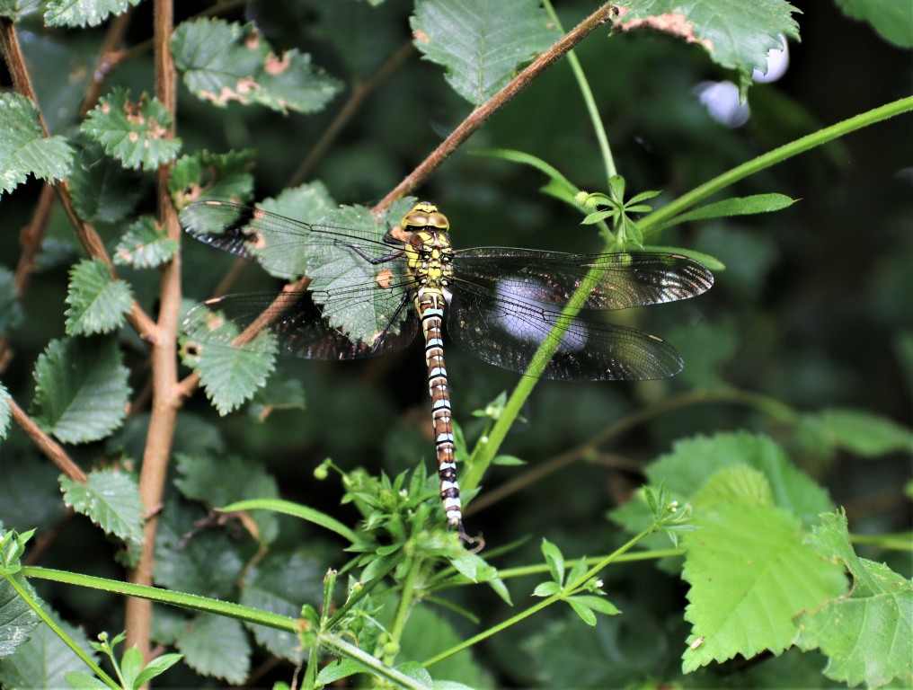 Southern Hawker  Southern Hawker