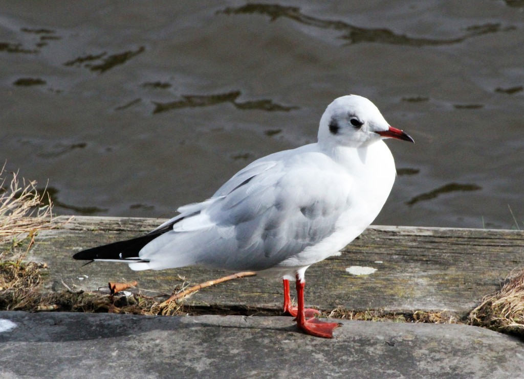 Black Headed Gull