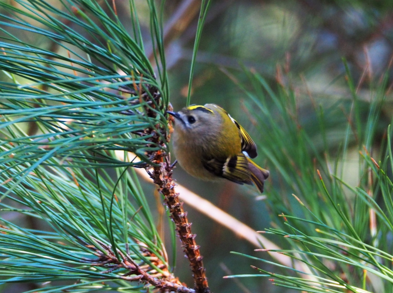 Goldcrest  Goldcrest