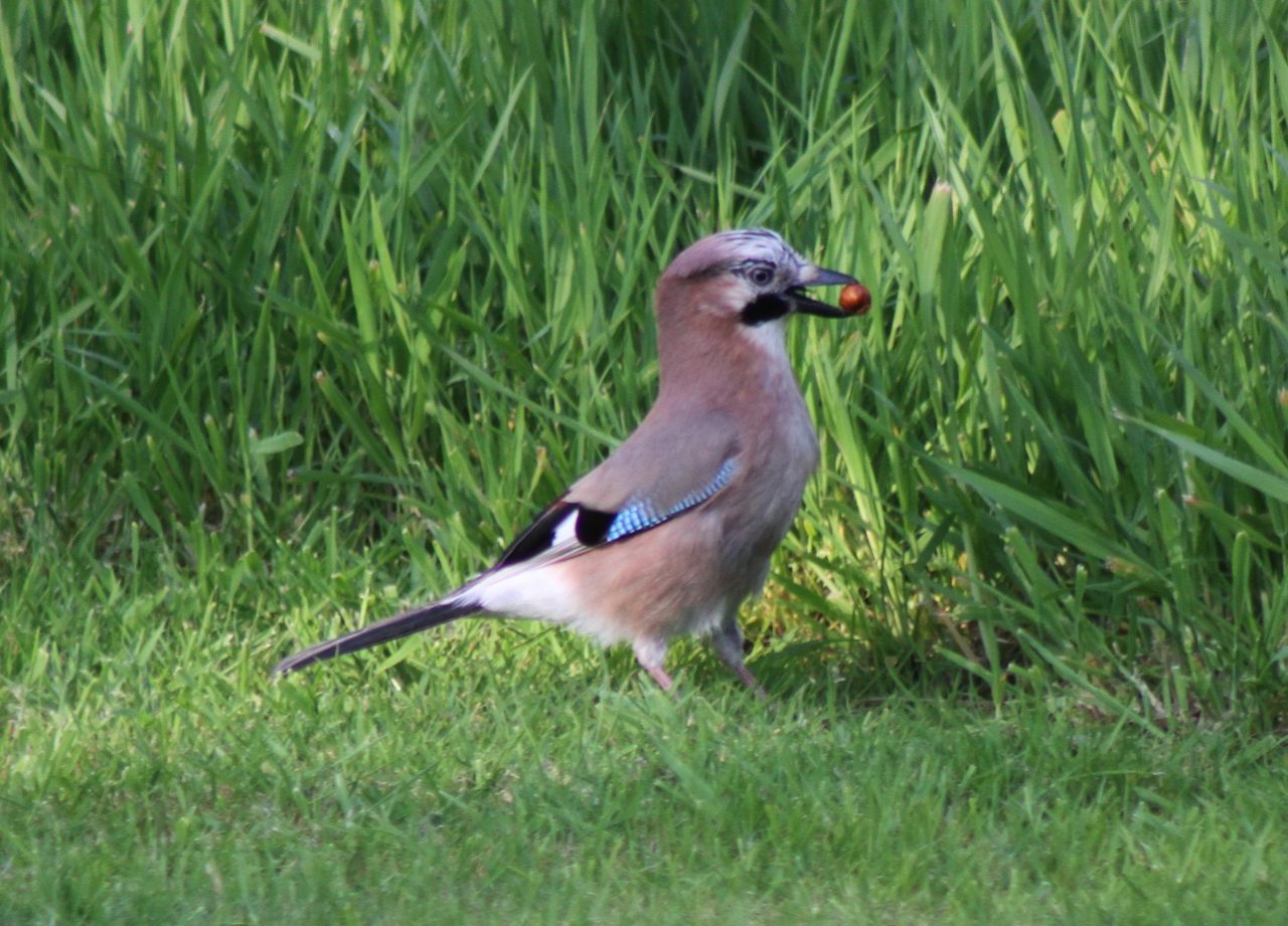 Jay feeding