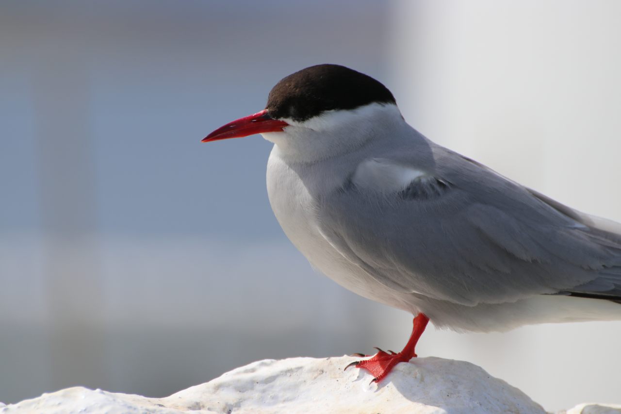 Arctic Tern  Arctic Tern