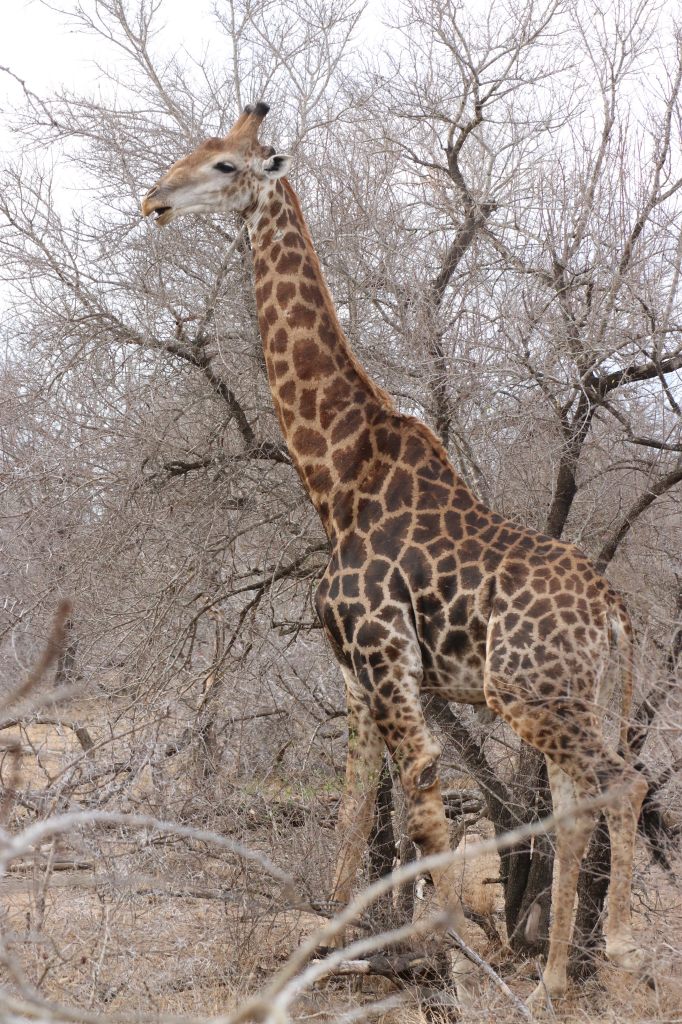 A Giraffe  A Giraffe