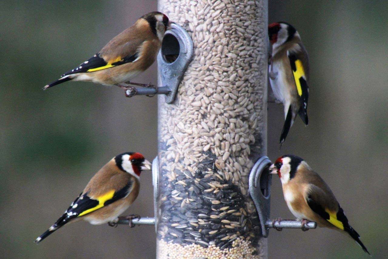 Goldfinches