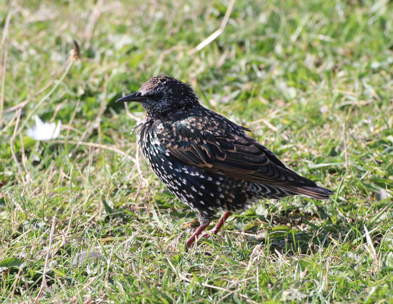 Starling