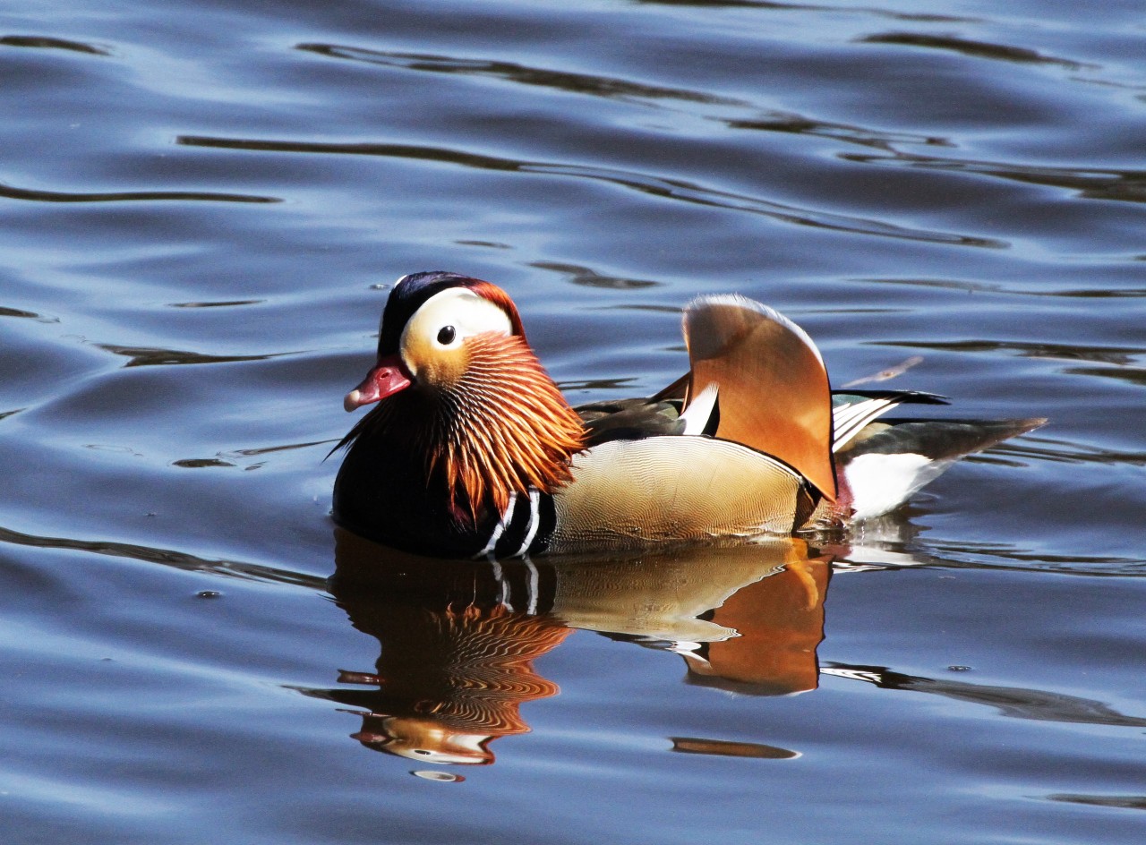Mandarin Duck  Mandarin Duck