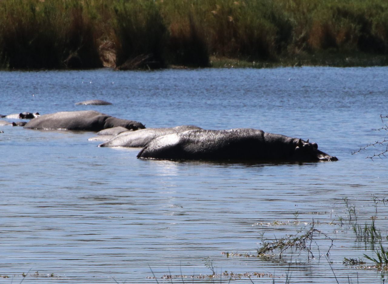 Hippopotamus  Hippopotamus