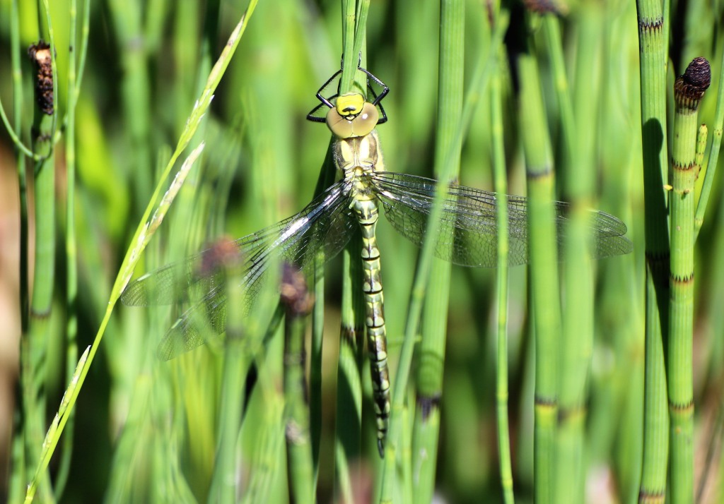 Southern Hawker emerging  Southern Hawker emerging
