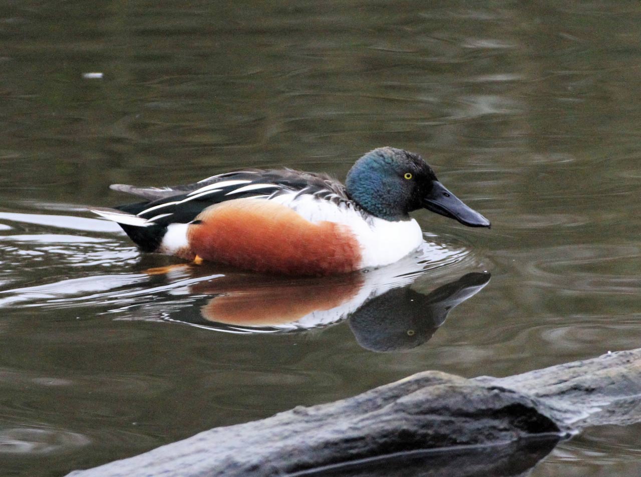 Shoveler  Shoveler
