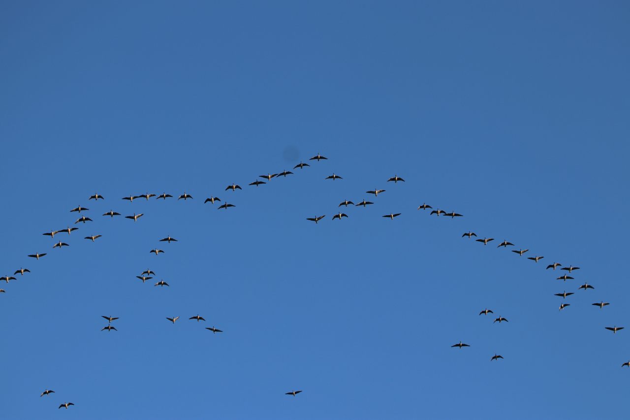Pink footed Geese in flight  Pink footed Geese in flight