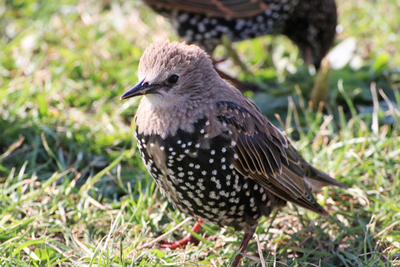 Starling juvenile