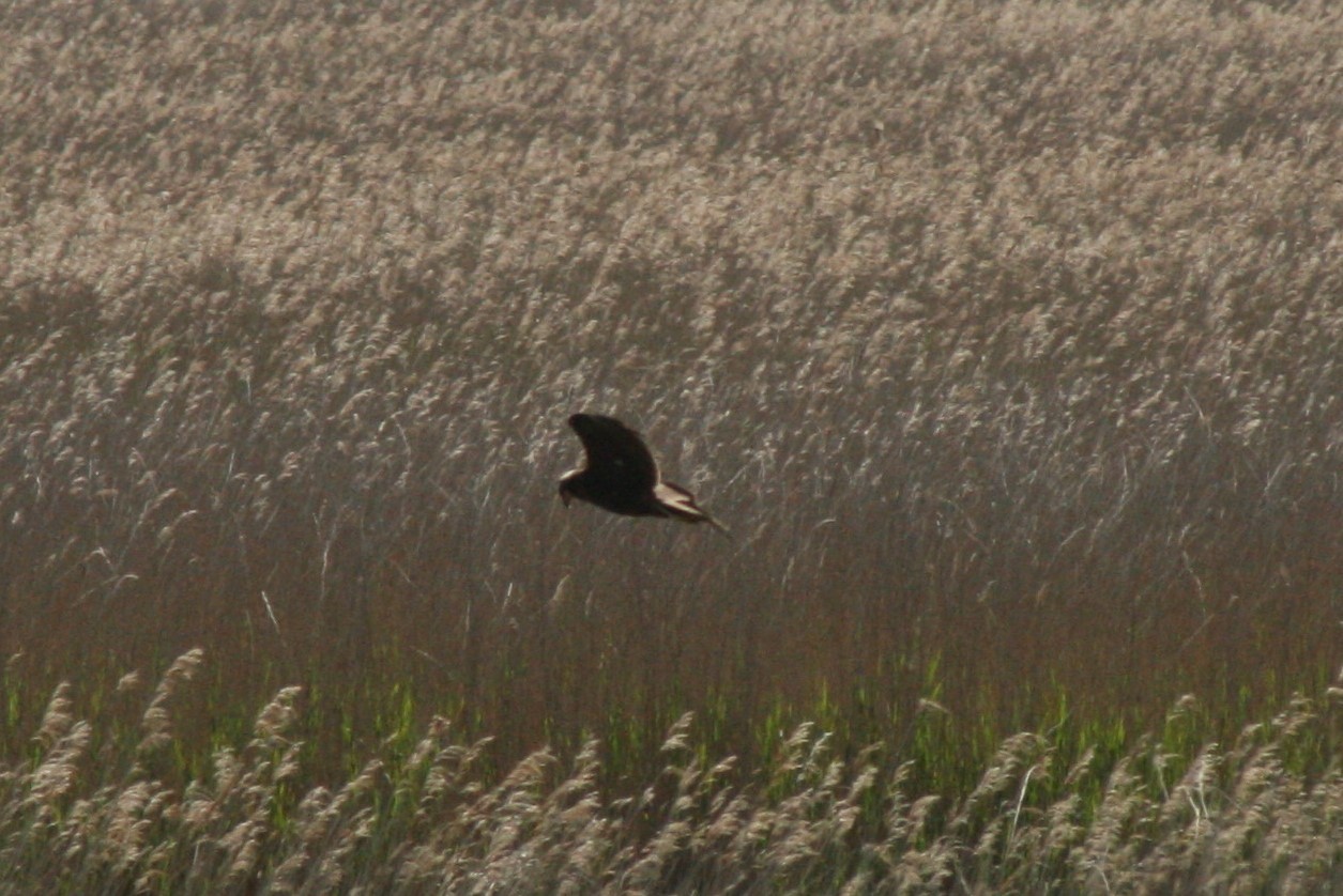 Marsh Harrier  Marsh Harrier