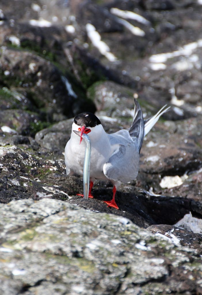 Arctic Tern with Sandeel  Arctic Tern with Sandeel