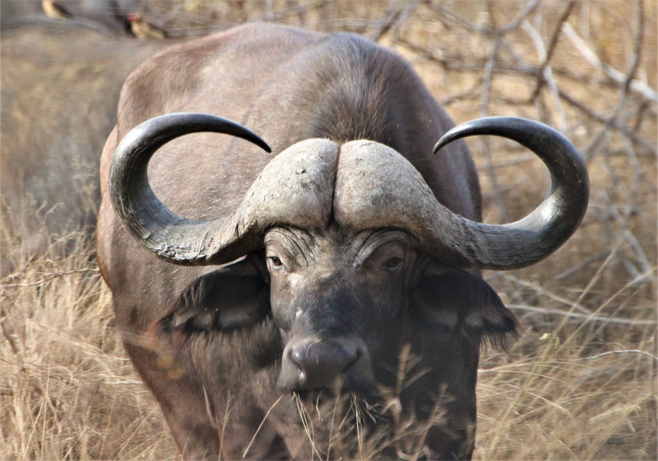 Buffalo  Buffalo