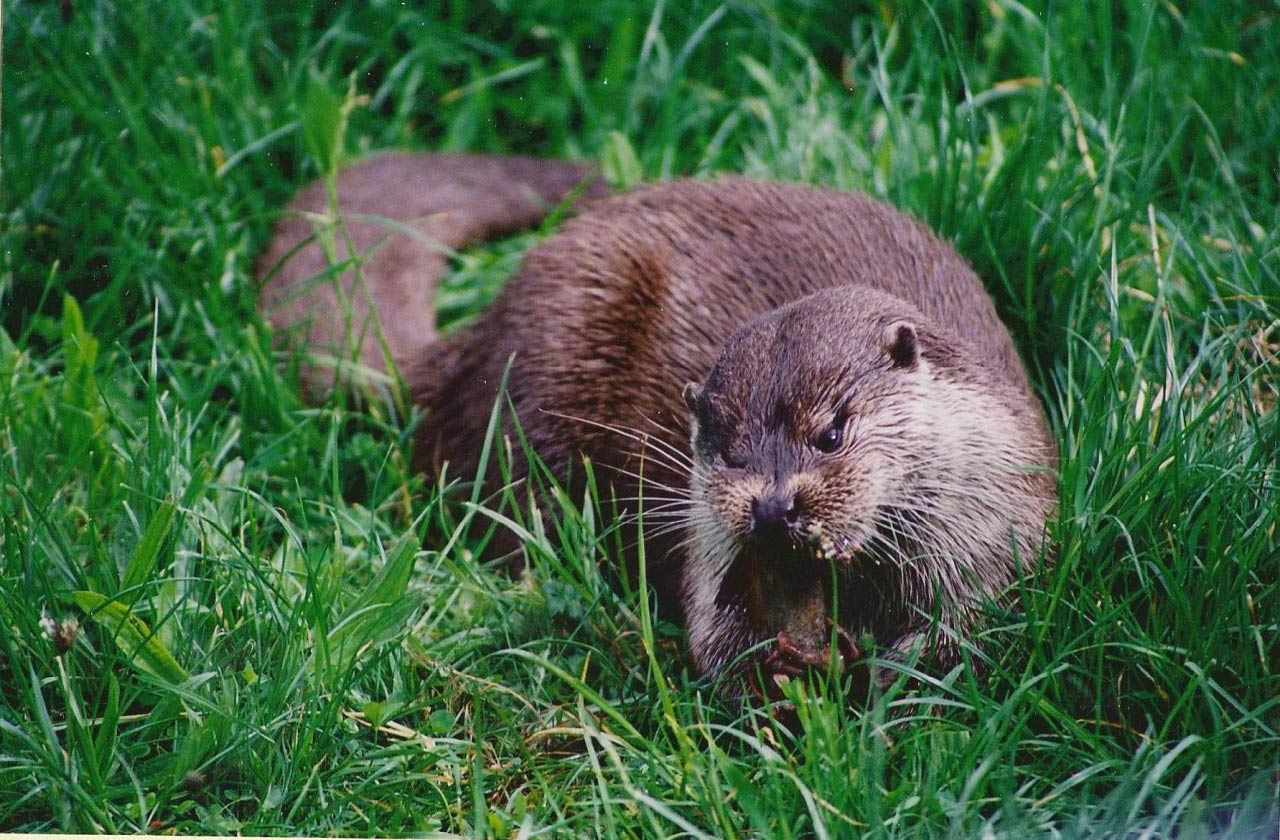 Otter  Otter