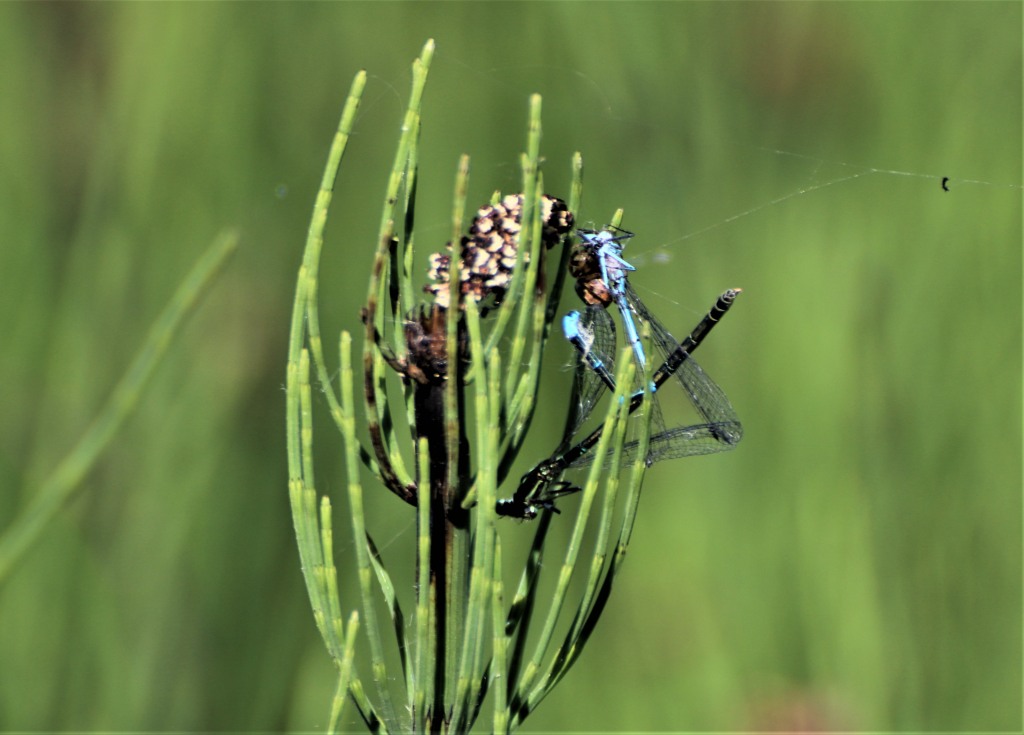 Spider's catch of Damselflies  Spider's catch of Damselflies