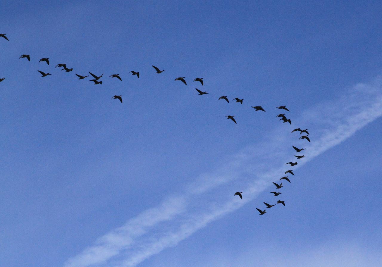 Pink Footed Geese  Pink Footed Geese
