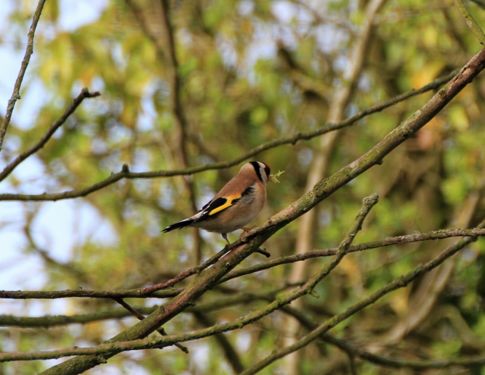 Goldfinch nest material