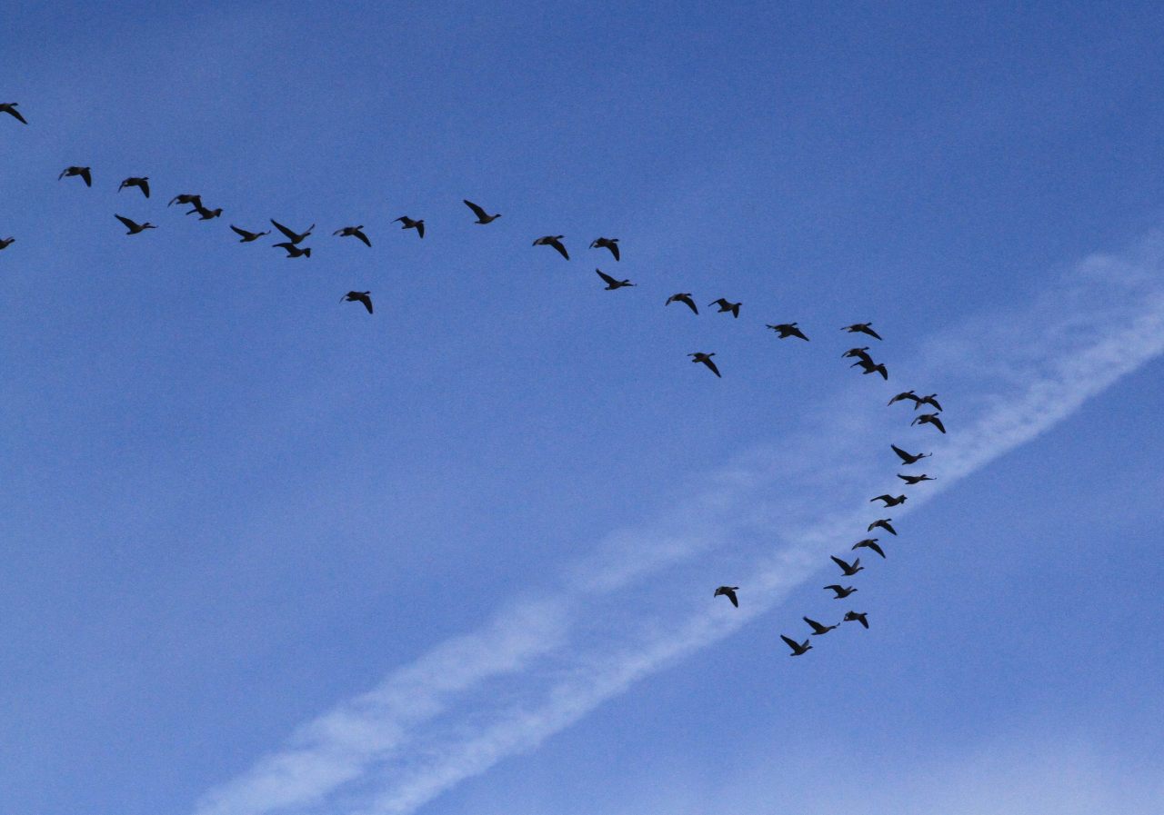 Flying pink footed geese