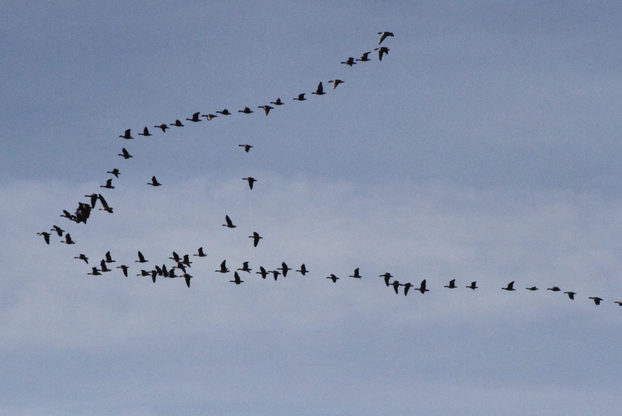 Pink footed Geese