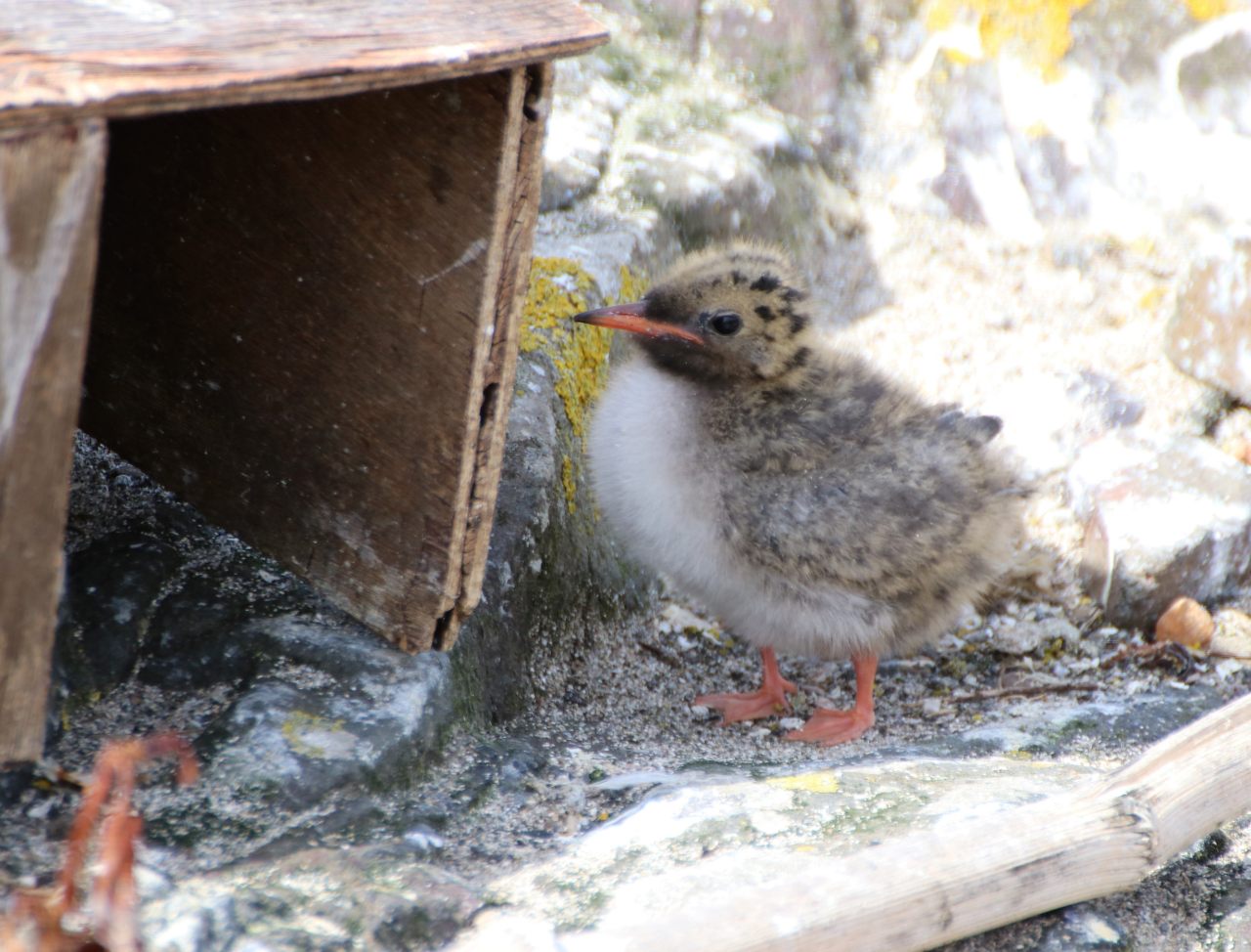 Arctic Tern Chick  Arctic Tern Chick