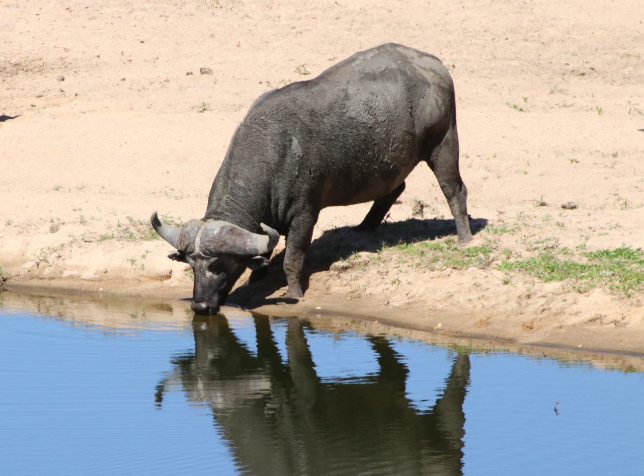 Buffalo at the water hole  Buffalo at the water hole