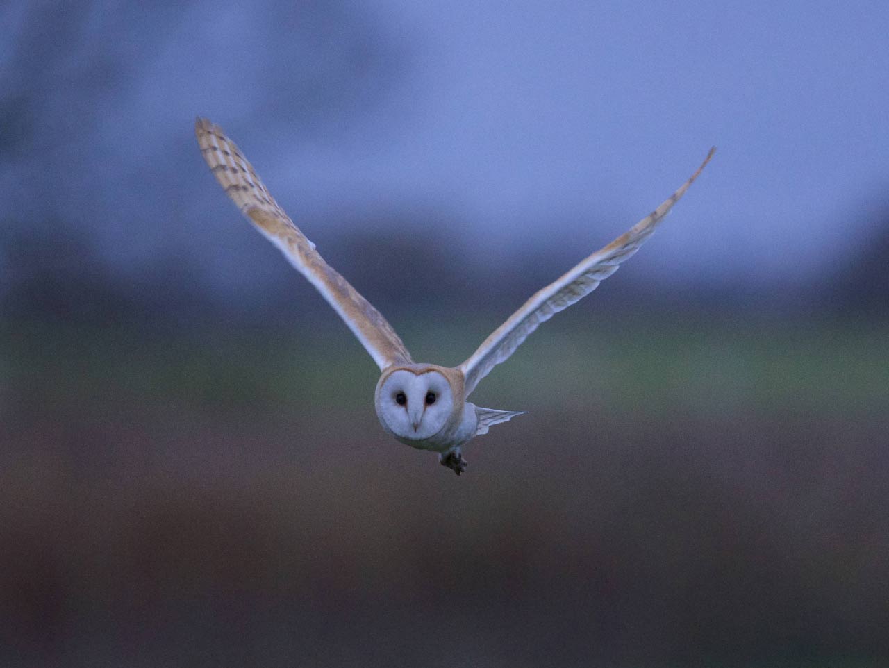 Barn Owl